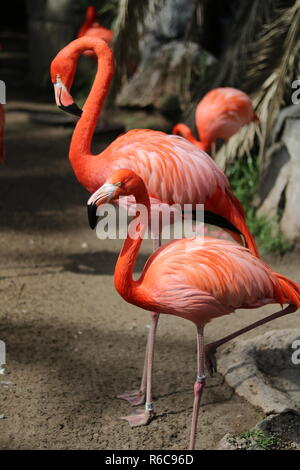 Flamants Roses dans un zoo posés avec élégance. Banque D'Images