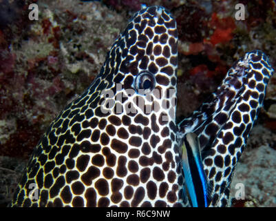 Un nid d'Moray (Gymnothorax favagineus) d'être assisté par un nettoyant de Bluestreak Napoléon (Labroides dimidiatus) dans l'Océan Indien Banque D'Images