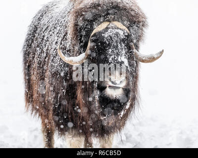 Boeuf musqué, Ovibos moschatus, dans une tempête d'hiver, des animaux en captivité, au Manitoba, Canada. Banque D'Images