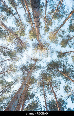 Forêt de pins photographié à partir de la base. Banque D'Images