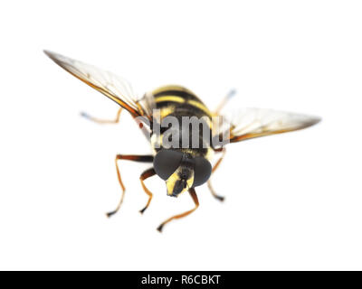 Sericomyia silentis le hover fly isolé sur fond blanc Banque D'Images