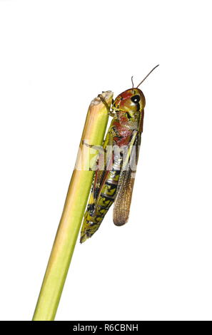 La grande sauterelle marais Mecostethus grossus isolé sur fond blanc Banque D'Images