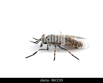 Bloodsucking Horse Fly cleg Haematopota sur fond blanc Banque D'Images