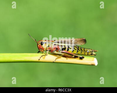 La grande sauterelle marais Mecostethus grossus sur fond vert Banque D'Images