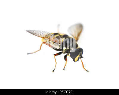 Sericomyia silentis le hover fly isolé sur fond blanc Banque D'Images