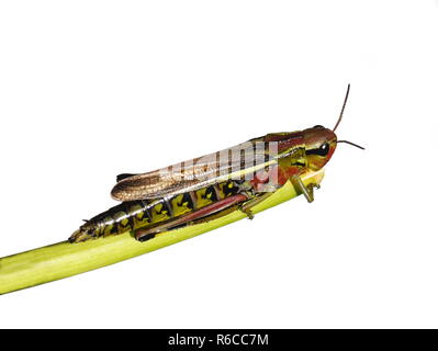 La grande sauterelle marais Mecostethus grossus isolé sur fond blanc Banque D'Images