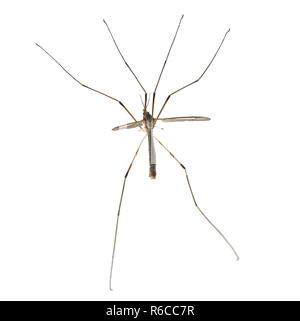 Vrai cranefly Tipula paludosa sur fond blanc Banque D'Images