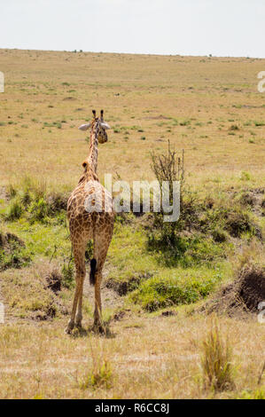 Girafe isolé près de l'acacia dans le parc de mara Kenya Banque D'Images