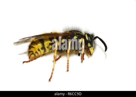 Guêpe Dolichovespula norvégien mort norwegica sur fond blanc Banque D'Images
