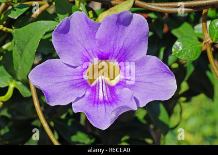 Couleurs de l'automne : leafes de Parthenocissus quinquefolia, la vigne vierge ou de Woodbine, famille Vitaceae Banque D'Images