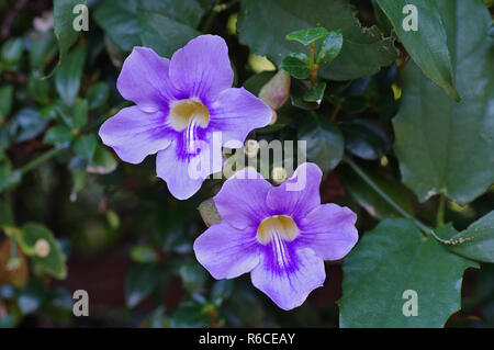 Couleurs de l'automne : leafes de Parthenocissus quinquefolia, la vigne vierge ou de Woodbine, famille Vitaceae Banque D'Images