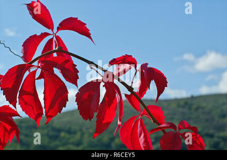 Couleurs de l'automne : leafes de Parthenocissus quinquefolia, la vigne vierge ou de Woodbine, famille Vitaceae Banque D'Images