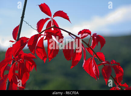 Couleurs de l'automne : leafes de Parthenocissus quinquefolia, la vigne vierge ou de Woodbine, famille Vitaceae Banque D'Images