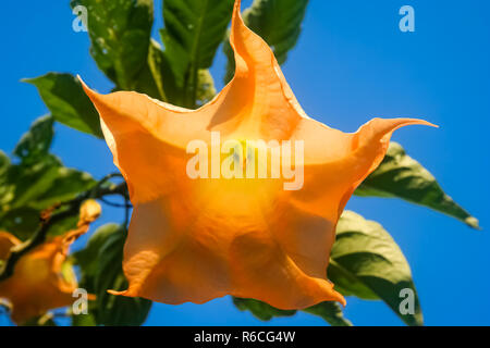 Fleur de Brugmansia jaune Banque D'Images