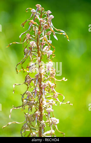 L'allemand Wild Orchid, orchidée, Himantoglossum Hircinum Banque D'Images