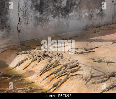 Baby crocodiles dans un enclos à une installation d'élevage à Cuba. Banque D'Images