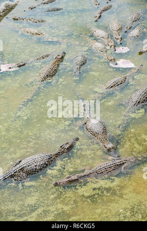 Les jeunes crocodiles nager dans une piscine à une ferme d'élevage à Cuba. Banque D'Images