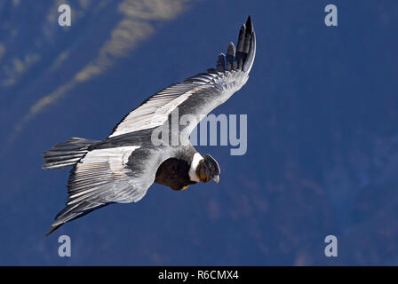 Le condor des Andes (Vultur gryphus) est un oiseau d'Amérique du Sud dans le nouveau monde de la famille des vautours, Canyon de Colca, Arequipa, Pérou Région Banque D'Images