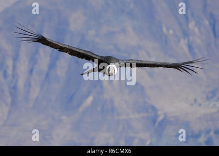 Le Pérou, Arequipa, Canyon de Colca, Condor des Andes, Vultur gryphus Banque D'Images