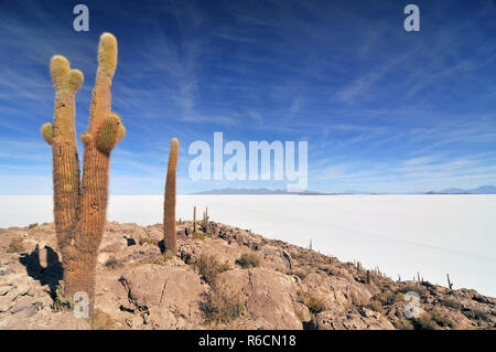 La Bolivie, l'île de Incahuasi Au centre du Salar de Uyuni, Cactus Banque D'Images