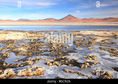 La Bolivie, Laguna Colorada, lagune peu profonde rouge, Salt Lake dans le sud-ouest de l'Altiplano de Bolivie, au sein de la faune andine Eduardo Avaroa Rese Banque D'Images