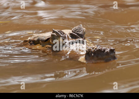 Le Pérou, l'Amazonie, Le Blanc à lunettes ou Caïman commun, Caiman crocodilus Banque D'Images