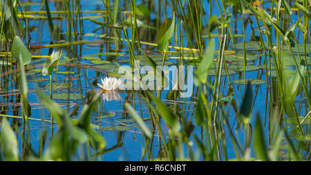 Nénuphar blanc printemps partiellement masqué, caché parmi l'herbe et de roseaux dans l'eau et le long d'un lac peu profond rivage. Banque D'Images