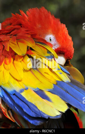 Ara rouge (Ara macao), grandes et colorées Macaw Banque D'Images