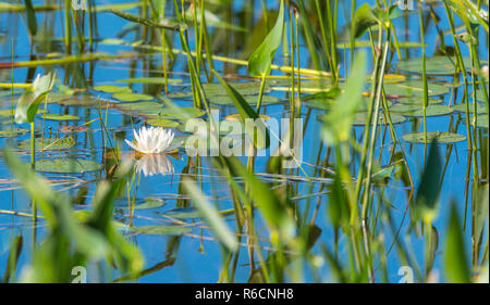 Nénuphar blanc printemps partiellement masqué, caché parmi l'herbe et de roseaux dans l'eau et le long d'un lac peu profond rivage. Banque D'Images