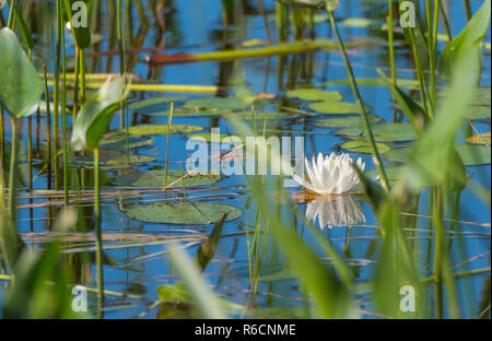 Nénuphar blanc printemps partiellement masqué, caché parmi l'herbe et de roseaux dans l'eau et le long d'un lac peu profond rivage. Banque D'Images