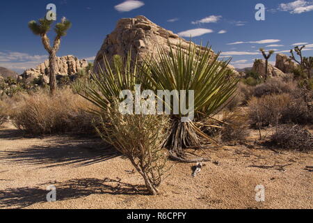 Mojave yucca dans Joshua Tree National Park en Californie aux ETATS UNIS Banque D'Images