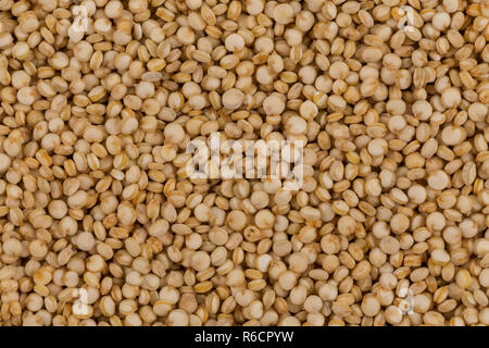 Les graines de quinoa close up Banque D'Images