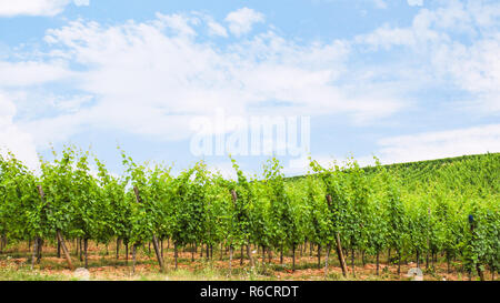Ciel bleu sur vignoble verdoyant en Alsace Banque D'Images