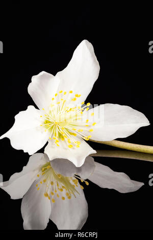 Le ressort unique de fleur helleborus blanc isolé sur fond noir Banque D'Images