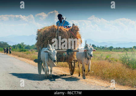 L'homme Rural birman en bois conduite Panier avec du foin sur route poussiéreuse tiré par deux buffles blanc paysage rural et le village traditionnel de la vie en Birmanie Countr Banque D'Images