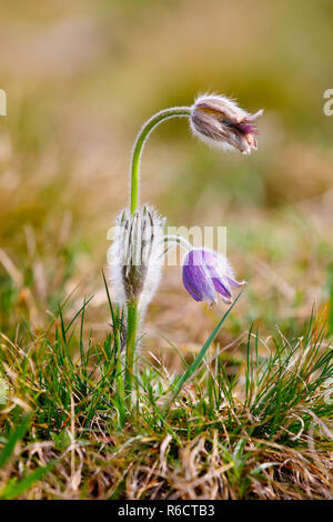 Fleur de printemps Pulsatilla pratensis (petite anémone pulsatille) Banque D'Images