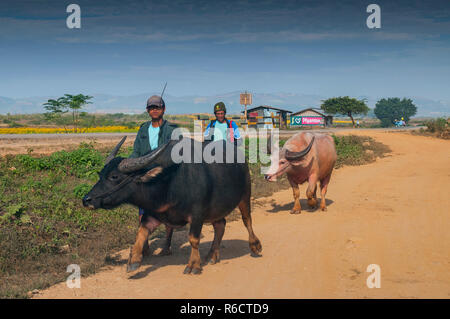 Agriculteur avec le buffle d'eau dans l'Etat Shan du Myanmar, Birmanie Banque D'Images