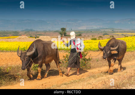 Agriculteur avec le buffle d'eau dans l'Etat Shan du Myanmar, Birmanie Banque D'Images