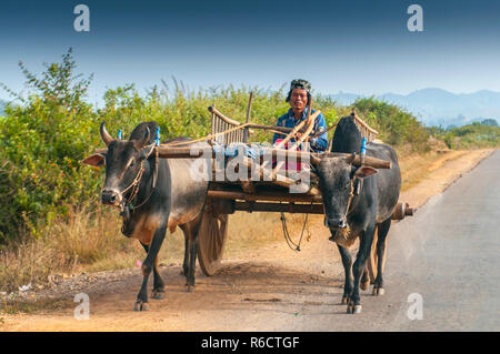 L'homme Rural birman en bois conduite Panier avec du foin sur route poussiéreuse tiré par deux buffles blanc paysage rural et le village traditionnel de la vie en Birmanie Countr Banque D'Images