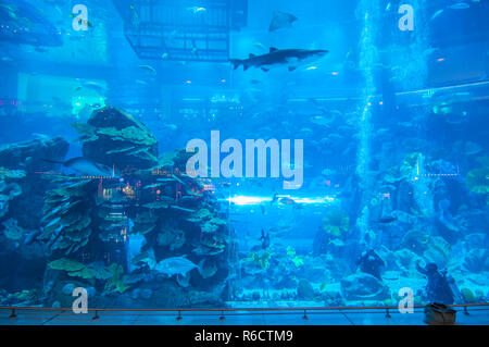 Vue de l'aquarium de Dubai Mall Shopping Center à Dubaï, Émirats arabes unis, le plus grand aquarium intérieur au monde, longueur de 50 mètres Banque D'Images