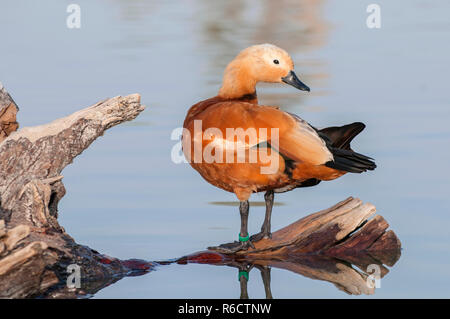 Le tadorne casarca (Tadorna ferruginea) Nager à une Oasis Lagoon Al Qudra lacs dans le désert aux Emirats Arabes Unis en France Banque D'Images