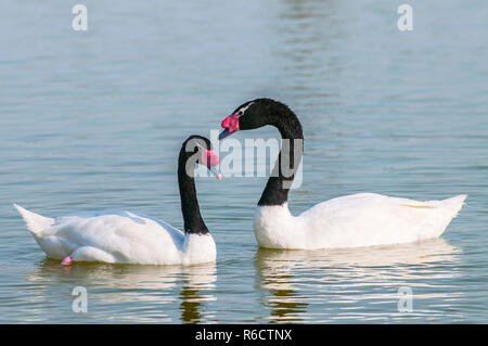 Un cygnes à col noir (cygnus melancoryphus) Nager à une Oasis Lagoon Al Qudra lacs dans le désert aux Emirats Arabes Unis en France Banque D'Images