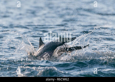 Les grands dauphins, Trincomalee, Sri Lanka Banque D'Images