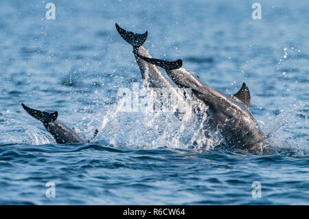 Les grands dauphins, Trincomalee, Sri Lanka Banque D'Images