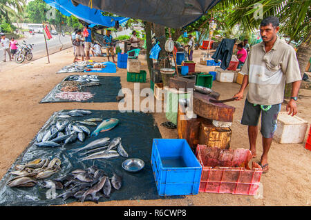 Le poisson frais sur l'affichage pour la vente à un marché de poissons local à Galle, Sri Lanka Banque D'Images