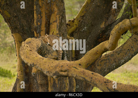 African Leopard (Panthera pardus Pardus) reposant sur une branche d'arbre dans le parc national du lac de Nakuru, Kenya, Afrique de l'Est Banque D'Images