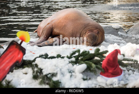 Hambourg, Allemagne. Le 05 mai 2018. Un morse de rouleaux sur une machine à neige dans le boîtier décoré Noël dans la neige. Les morses s'crevettes et la neige d'une machine à neige comme une surprise de Nikolaus. Crédit : Daniel Bockwoldt/dpa/Alamy Live News Banque D'Images