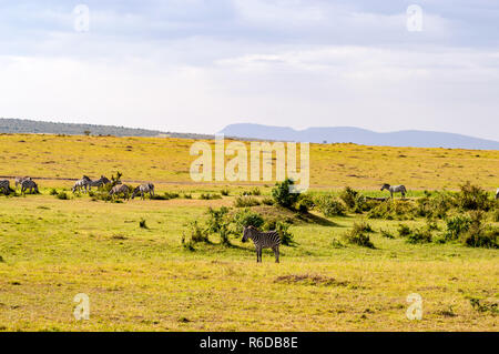 Troupeau de zèbres broutant dans la savane du Parc du Masai Mara au Kenya Banque D'Images