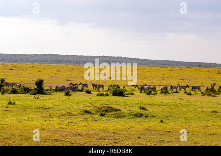 Troupeau de zèbres broutant dans la savane du Parc du Masai Mara au Kenya Banque D'Images