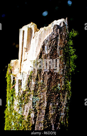 Les voisins musicaux de vent dans une forêt Banque D'Images